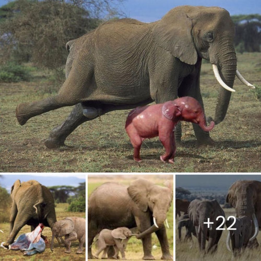 Baby Elephant and Mom Rescued from Muddy Trap, Proving the Power of Hope and Togetherness