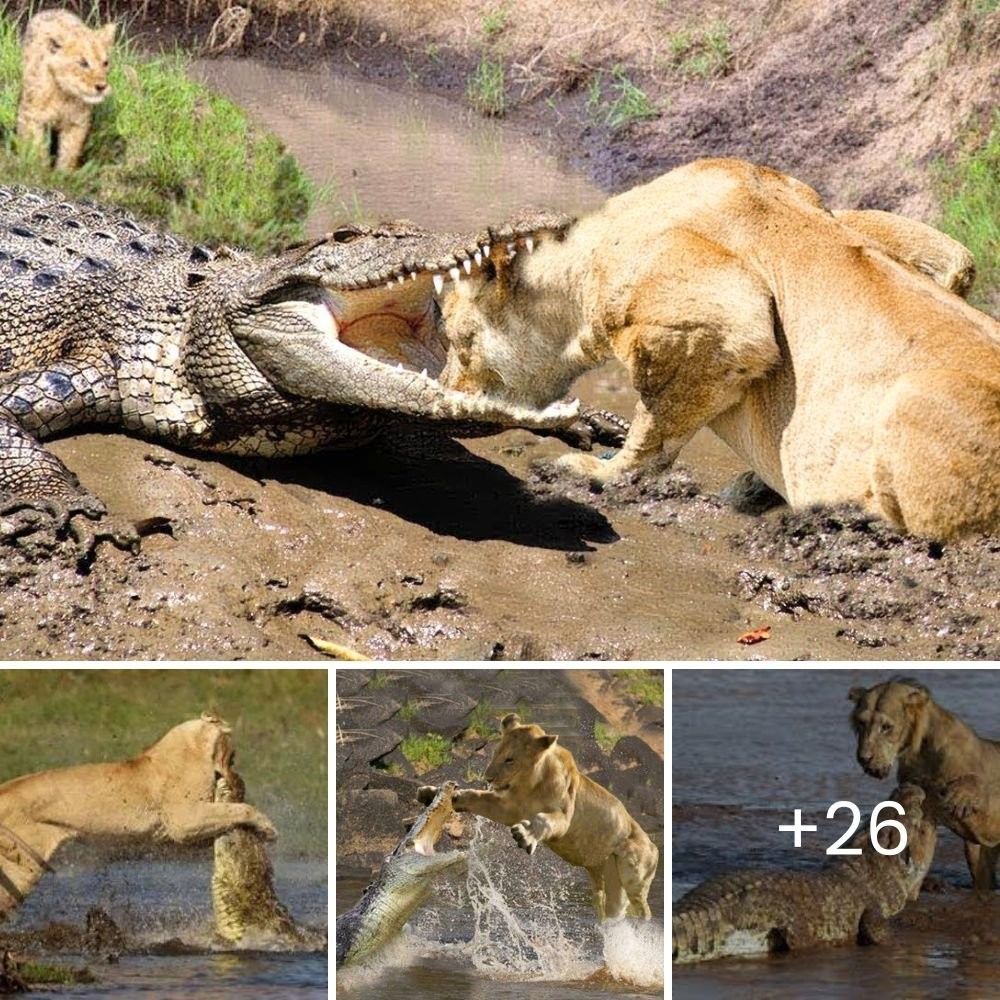 Relentless Pursuit: Lions Corner Giraffe in Chobe National Park, Launching a Final, Daring Attack to Bring It Down