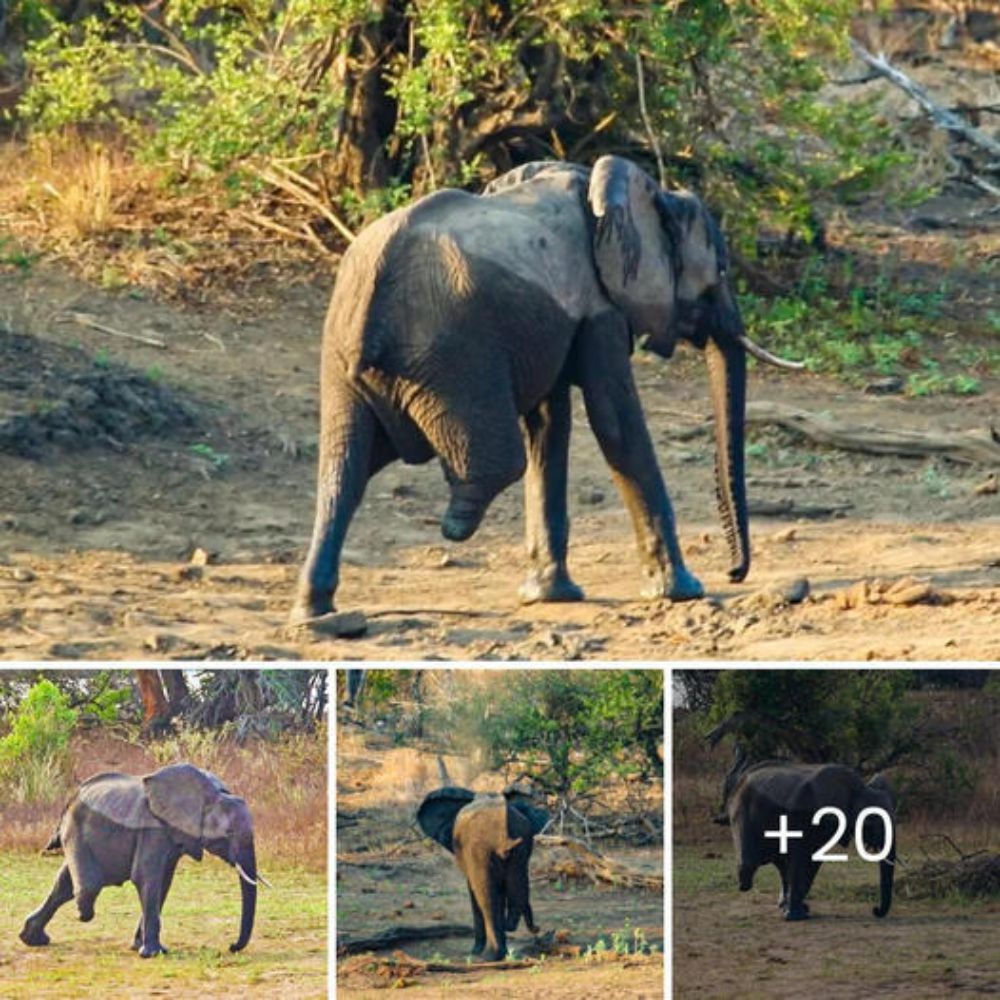 ‘Let Me Help’—After 20 Years in an Elephant Camp, She Finds Peace and Comfort in the Gentle Touch of a Friend’s Trunk