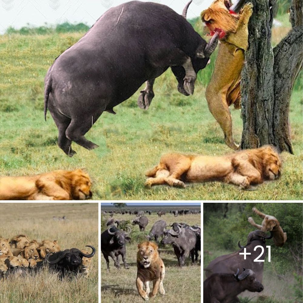 Clash of Titans: Five Lions Ambush a Mighty Hippo, Only to Face Its Ferocious Counterattack and Flee in Terror