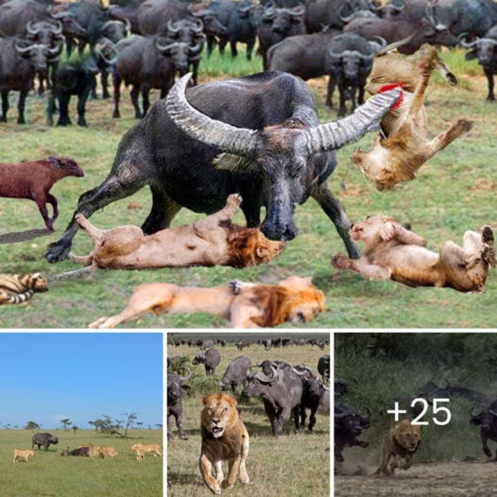 A Mother’s Unyielding Love: Fearless Lioness Fights Off Wild Dogs, Risking Everything to Secure Her Cub’s Escape