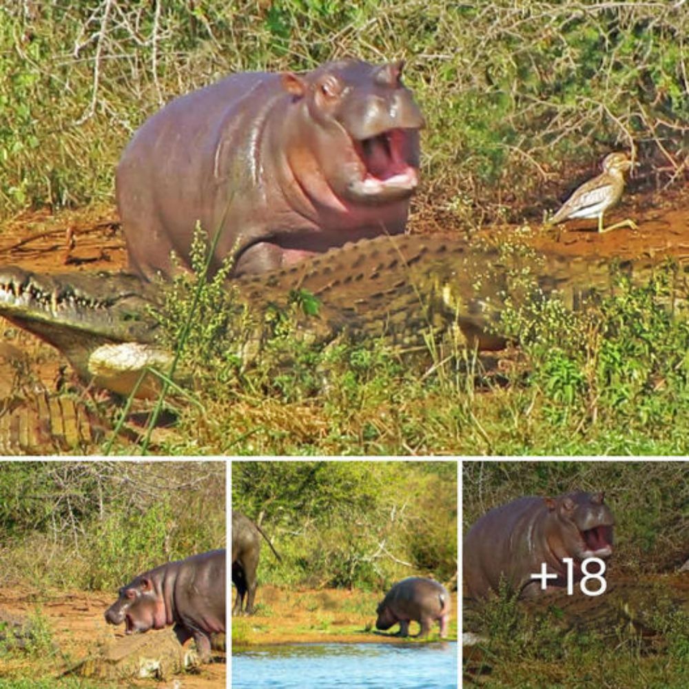 High-Stakes Ambush: Lion Stealthily Stalks a Sleeping Leopard, Launching a Sudden Attack That Leads to a Shocking Twist