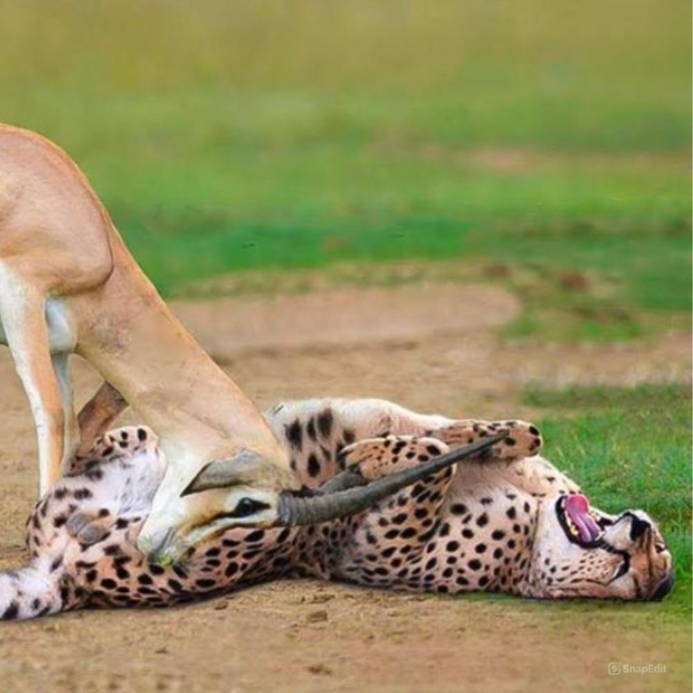 In a Fierce Battle, a Mother Porcupine Unleashes Her Toxic Quills to Defend Her Young, Leaving the Leopard Defeated