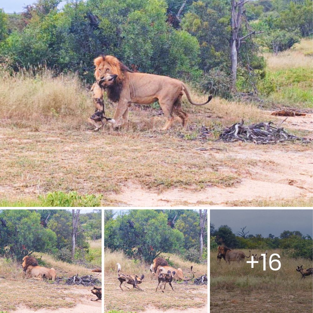 Think Again! A Massive Male Lion Spots a Leopard’s Impala Meal in a Tree, But the ‘Easy’ Prize Proves a Challenge