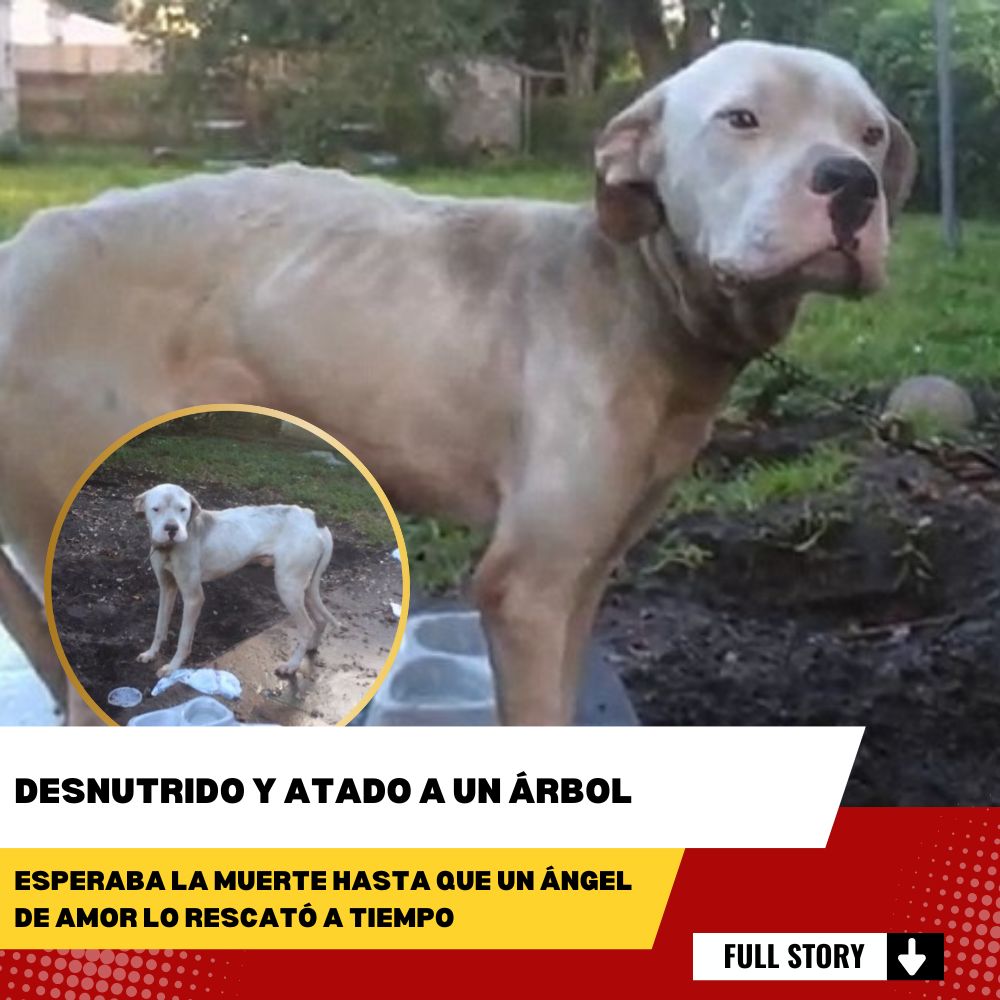 Desnutrido y Atado a un Árbol, Esperaba la Muerte Hasta que un Ángel de Amor lo Rescató a Tiempo