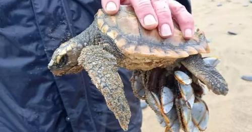 “Is It Hurt, Little One?” — Tiny Barnacle-Covered Loggerhead Turtle Rescued on Ninety Mile Beach, Finds a Second Chance at Life