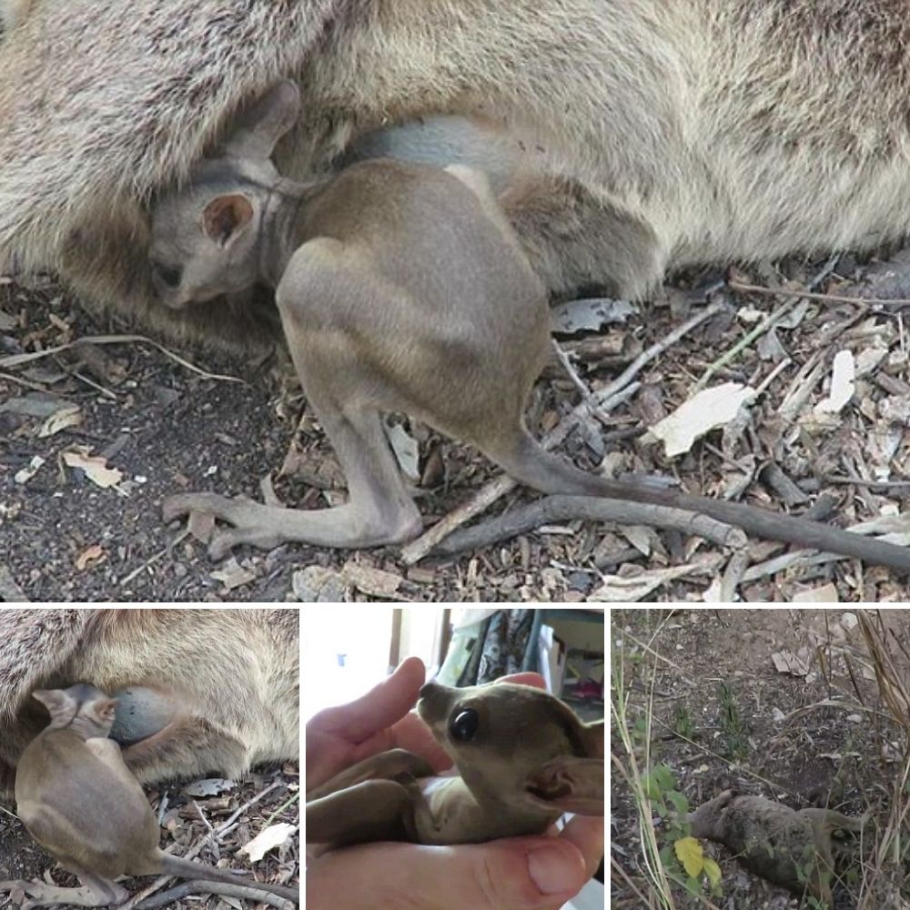 Help me! I Want to go home, please! Ecuadorian Police Save Adorable ...