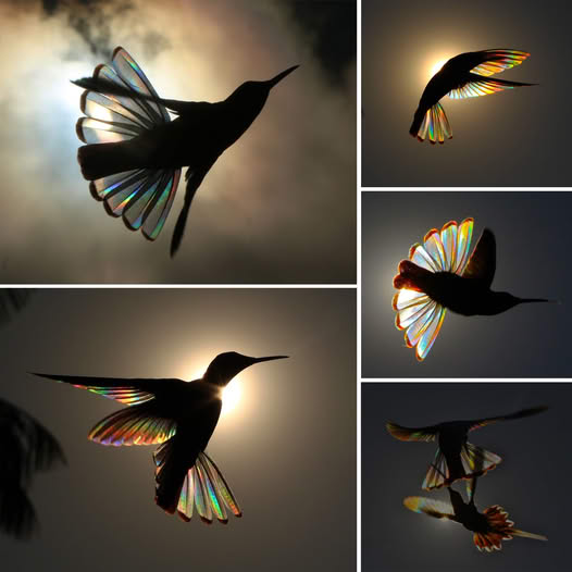 Photographer Captures Stunning Rainbow In Hummingbirds’ Wings ‎