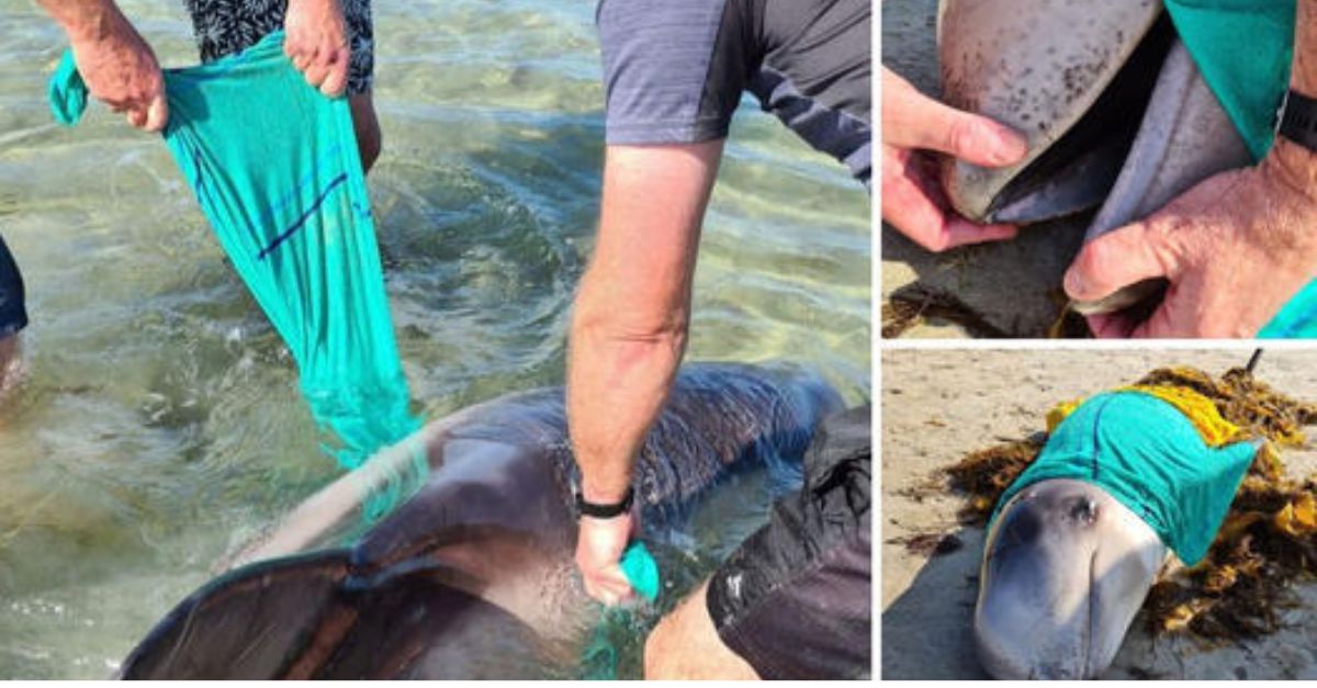 Ocho cachorritos desnutridos y tristes fueron hallados en una bolsa de basura, esperando una segunda oportunidad para vivir