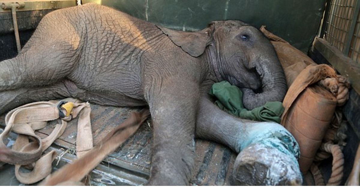 Broken and Afraid: An Elephant Struck by a Truck Learns to Trust Again Through Patience, Love, and Gentle Care