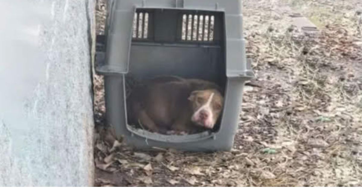 Un Corazón Lleno de Amor: Perrita Suplica Ser Adoptada, Mostrando que la Verdadera Belleza Está en el Alma