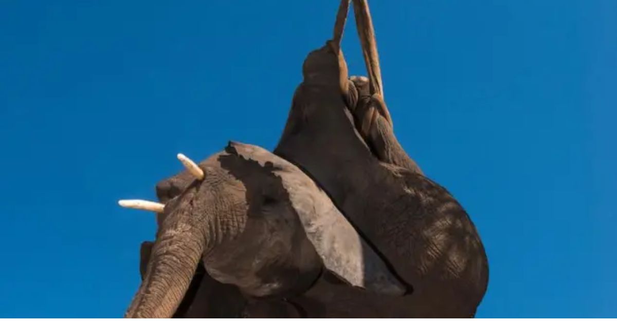 A Heartwarming Bond: Baby Rescue Elephant Rushes to Embrace and Comfort New Friend with a Gentle Hug