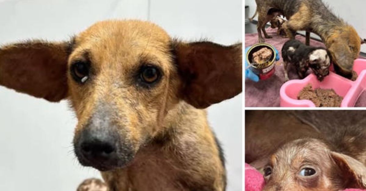 A Starving Pup Thought Her Life Was Over — Until a Rescuer’s Love Gave Her a New Beginning