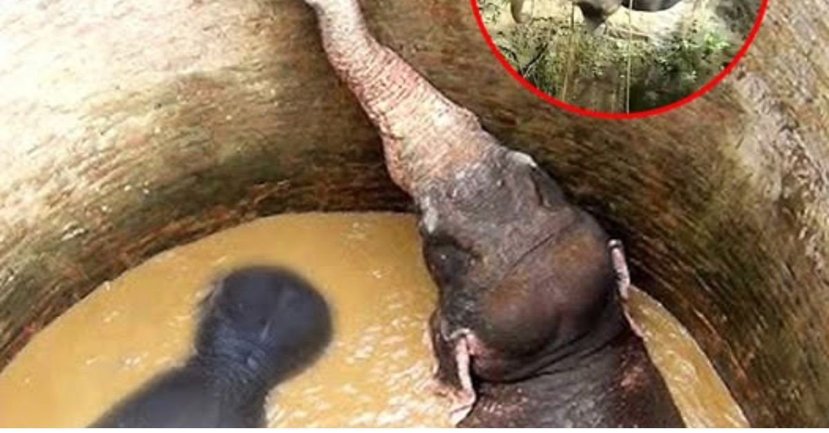 An Extraordinary Bond: Mother Elephant Gives Birth in Water, Surrounded by Her Protective Herd and Guided by a Caring Midwife.