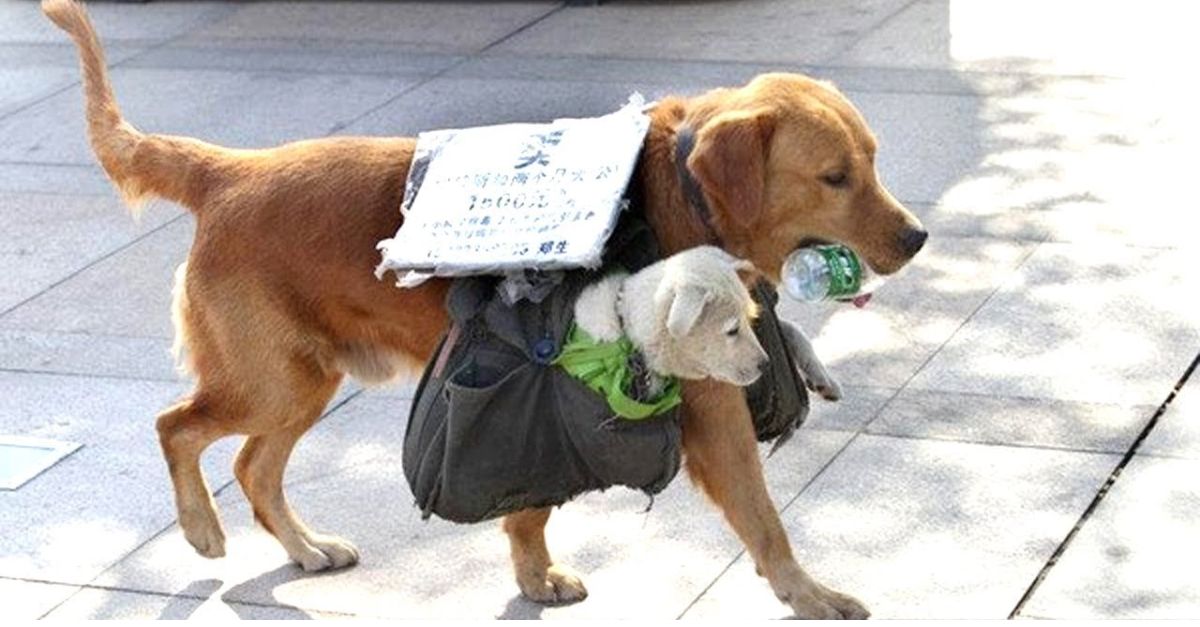 Abandoned With a Heartbreaking Note: A Dog With a Rare Condition Finds Hope and Love After Being Left at a Shelter