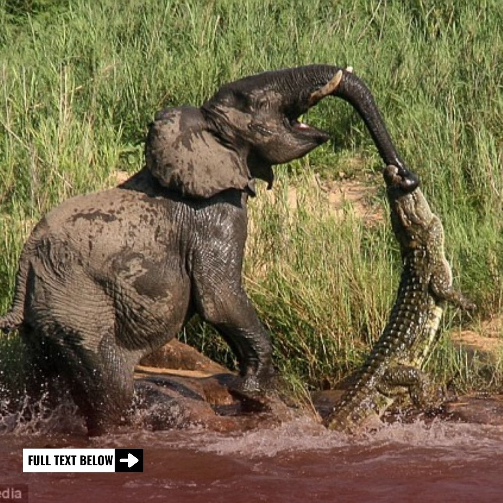 A Battle for Survival: A Giraffe’s Fierce Kicks Hold Lions Back, Until a Heart-Stopping Misstep Turns the Tide