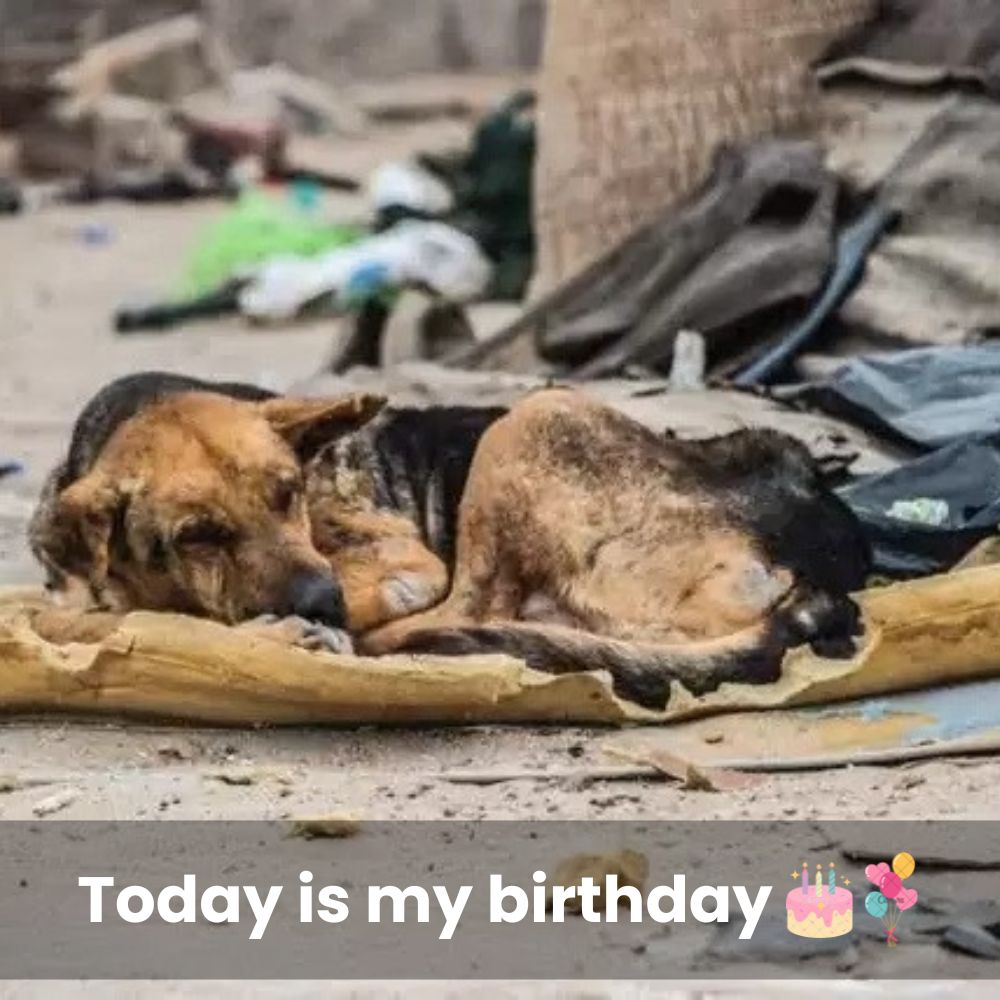 Doble Amor: Un perro con dos bocas encuentra un hogar eterno, tocando corazones y derramando lágrimas de ternura y esperanza