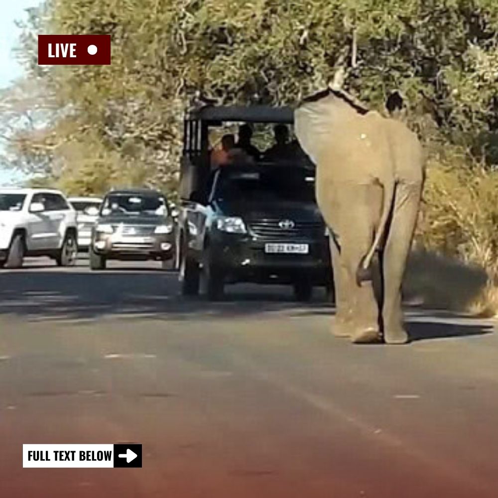 “Can I Be Your Friend?” — Orphaned Baby Elephant Learns to Use Her Trunk and Discovers the Joy of True Companionship