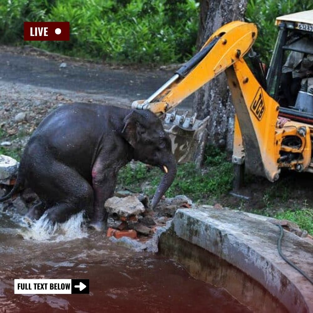 Please Help Me Walk Again: Big Tusker Elephant Rescued After Being Shot by Poacher’s Poisoned Arrow, Fighting for His Life