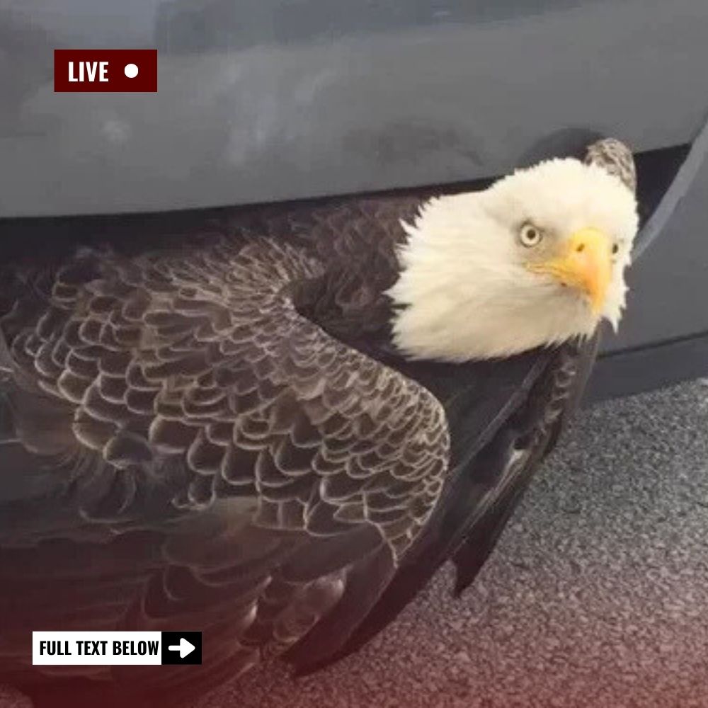 “Wishing You a Speedy Recovery” — Critically Injured Baby Eagle Rescued in Nassau County, Now Healing in the Safety of Caring Hands