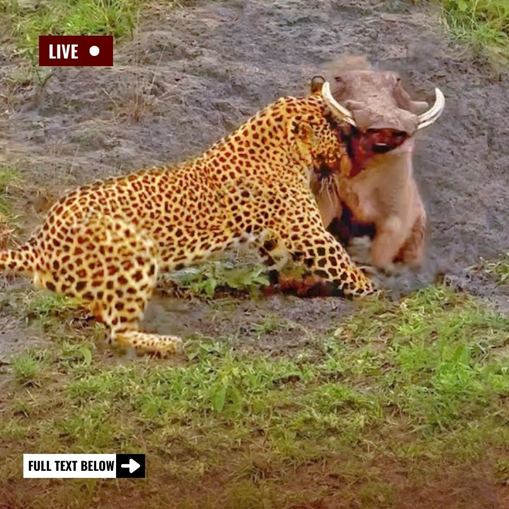 Lightning Clash of Titans: Ferocious Leopard Drags Crocodile From River’s Depths Into a Desperate Battle for Survival