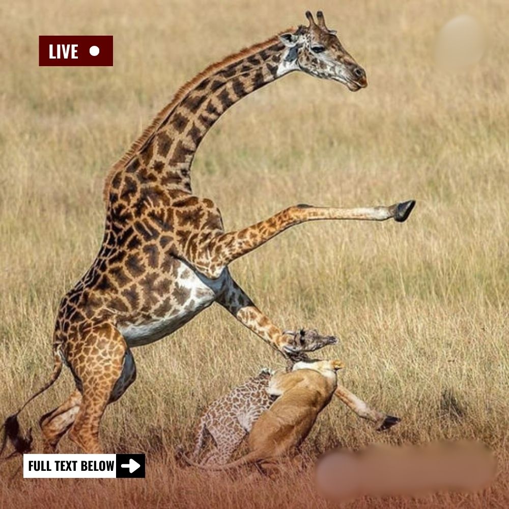 Predator’s Betrayal: Leopard Snatches Lion Cub from Its Mother in Ruaha—What Happens When the Furious Lioness Strikes Back?