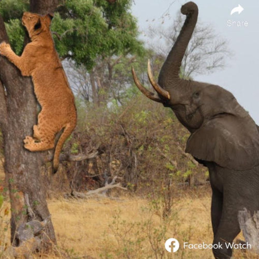 “I Can Fly” — Abandoned Baby Elephant Airlifted to Safety, Finding Love and Hope in a Heartwarming Private Plane Rescue