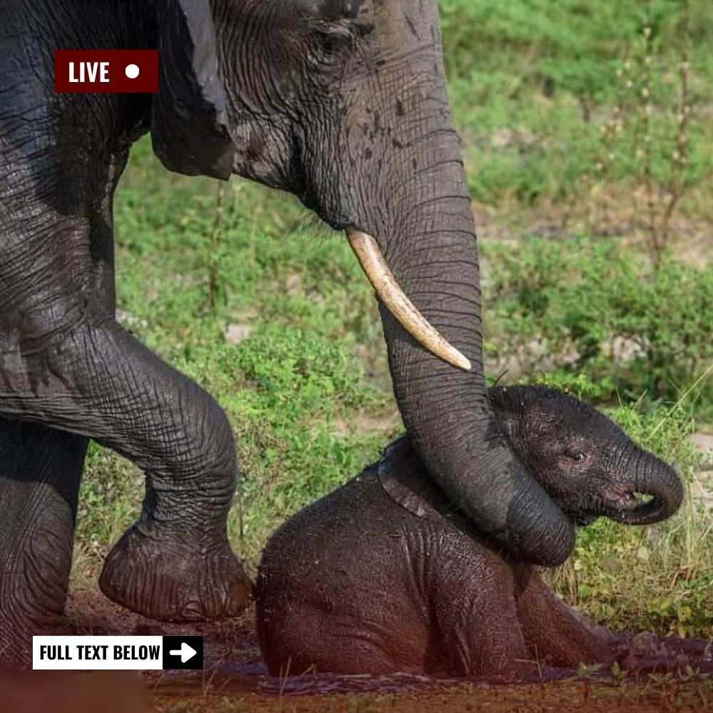 “Little Trunk of Hope” — Tiny Elephant Reaches Out From Mud Pit, Longing for Rescue and a Second Chance at Life.