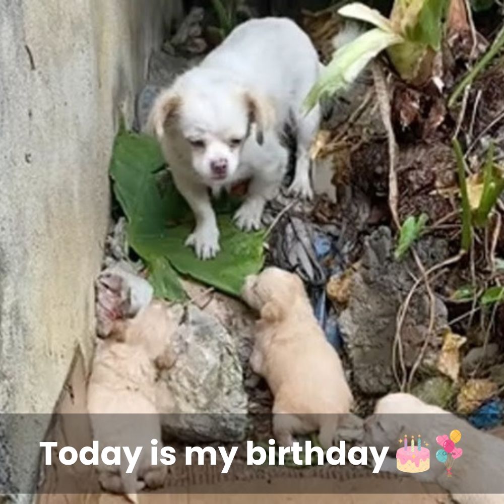 De la basura al calor de un hogar: perrito temeroso y solitario encuentra en una familia el amor que transforma vidas