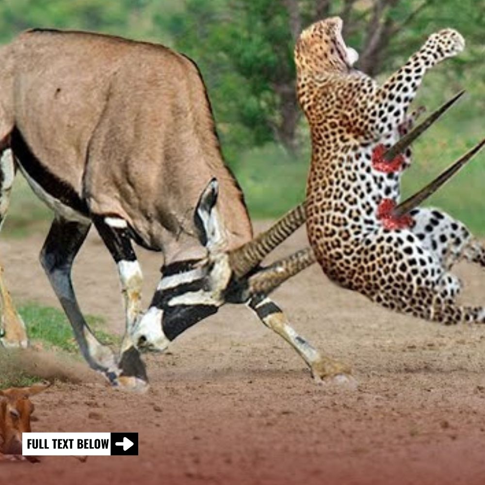 Battle of Titans: Hungry Lion Pride Takes on a Mighty Hippo in a Roaring, High-Stakes Fight for Survival