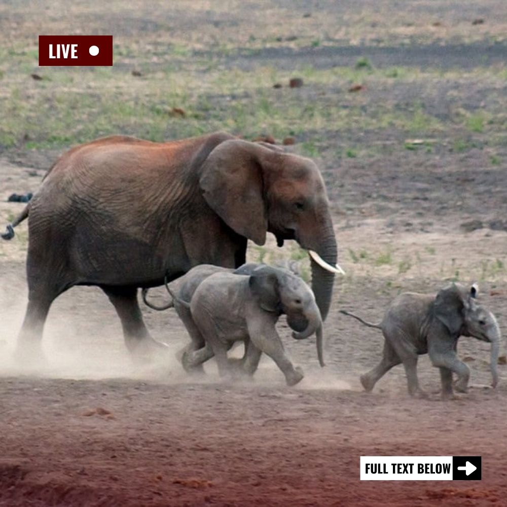 Midnight Rescue Mission: Four Elephants Liberated from the Chains of an Abusive Circus in a Heart-Stopping Night Operation