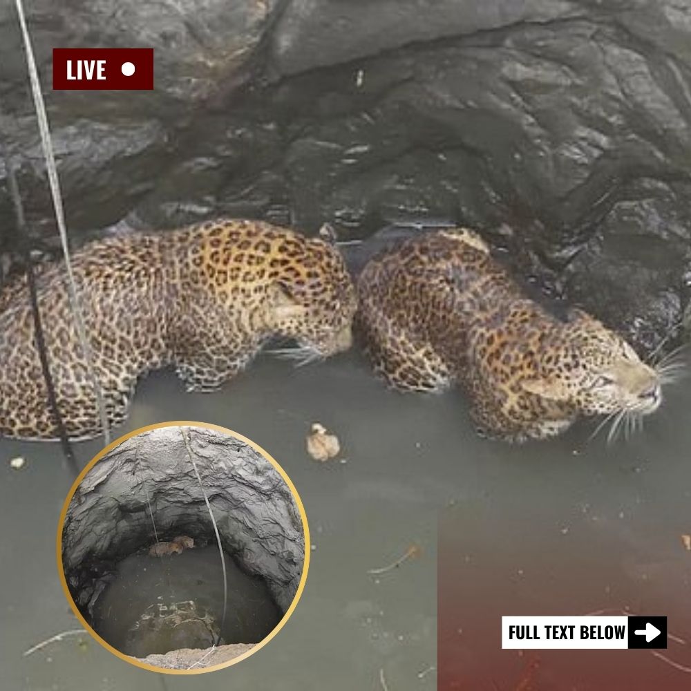 Defying Hunger: Blinded Leopard Bravely Joins Over 10 Massive Crocodiles in a Feast, Risking It All for Survival