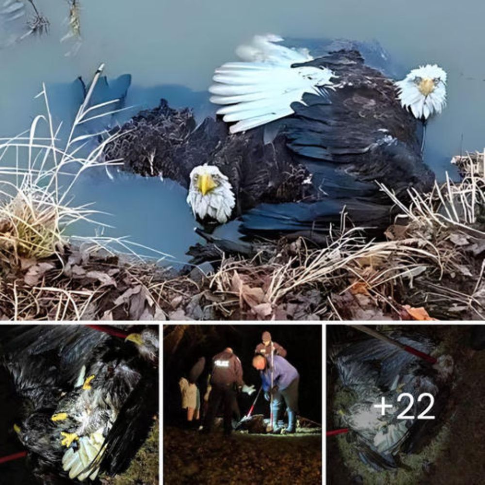 “You will be ok, don’t worry” – Discovering Trapped Wings Beneath a Boulder, He Rescues Majestic Creatures in Their Moment of Despair