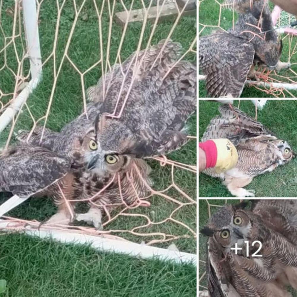 “Please Help Me” — Bald Eagle Trapped Helplessly in Ice Is Rescued, Given a Second Chance at Freedom