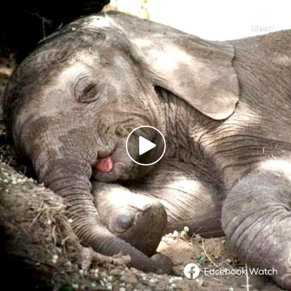 Free at Last: Elephant Rescued After 35 Years in Chains Discovers Love, Freedom, and a Forever Home