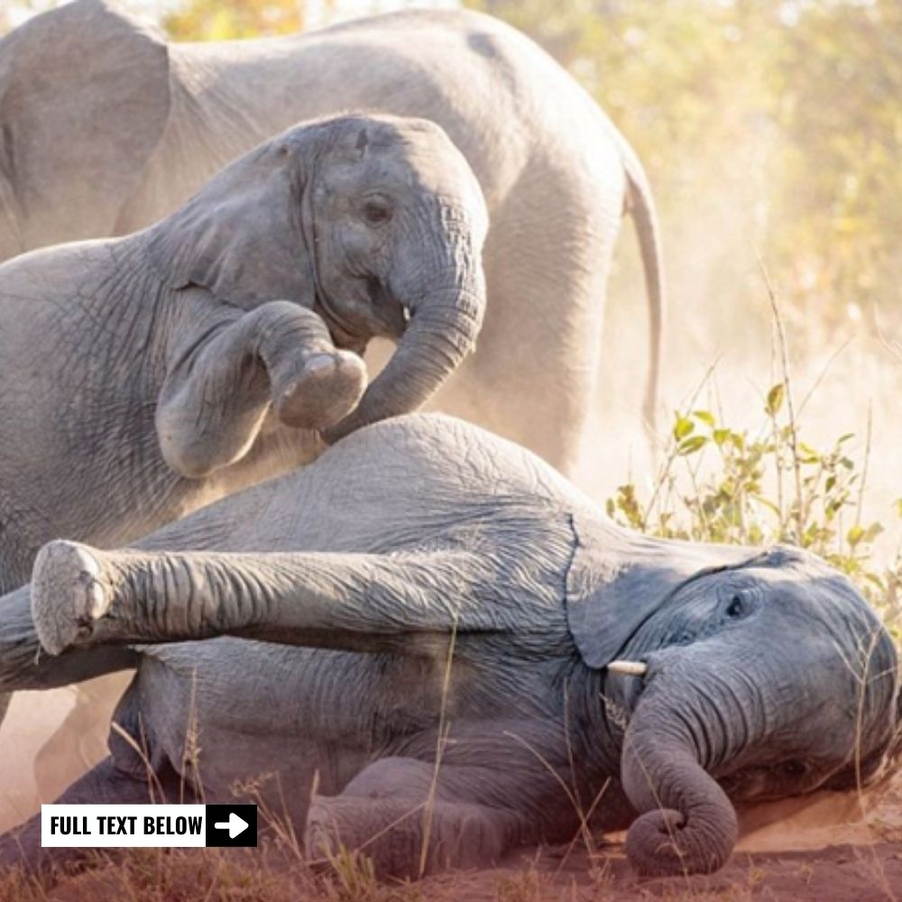 Step by Step: Baby Elephant Braves a Steep Climb, Guided by Mom’s Loving Encouragement in Heartwarming Borneo Moment