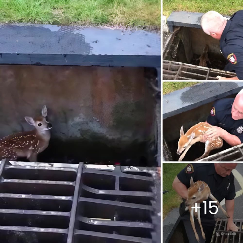 Un Renacer Lleno de Esperanza: Perrito Demacrado Hallado Bajo un Puente Florece en una Increíble Recuperación