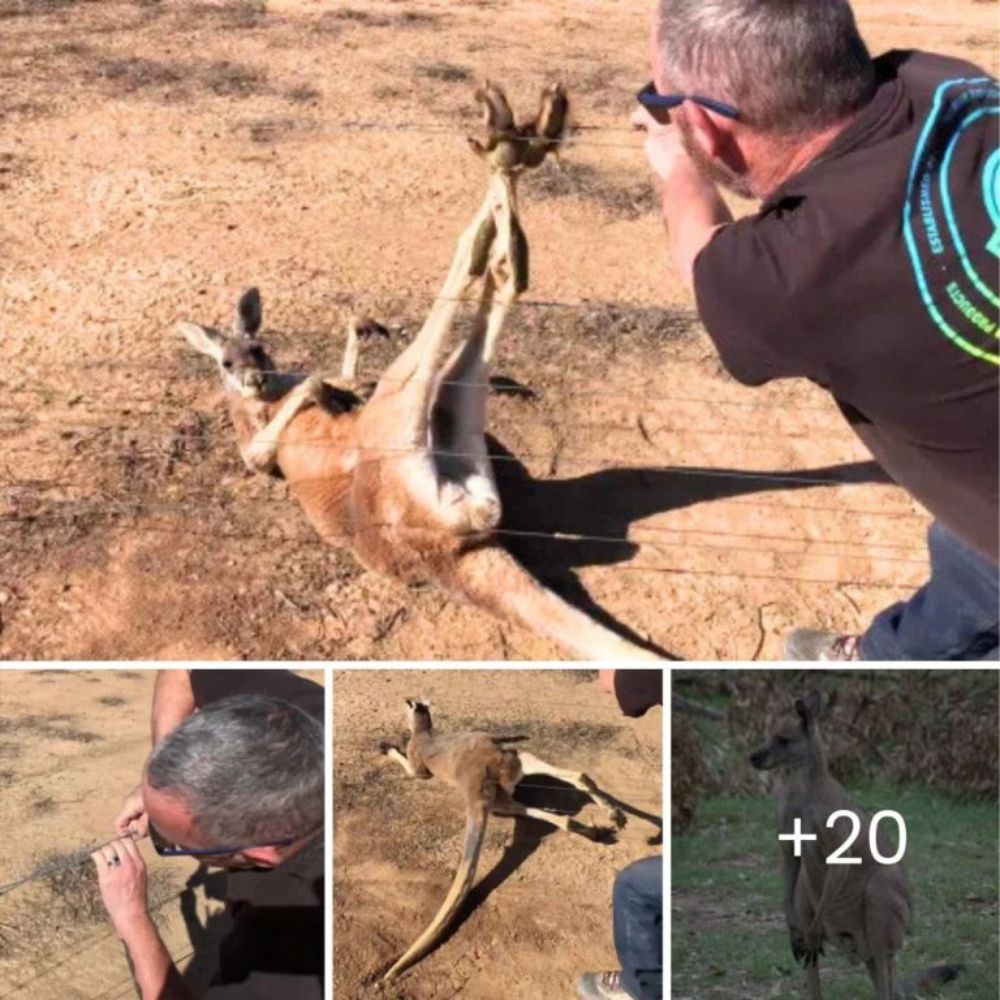 “With a Heartfelt Visit” — Deer Returns with Herd to Thank the Man Who Saved Its Life in an Unforgettable Display of Gratitude