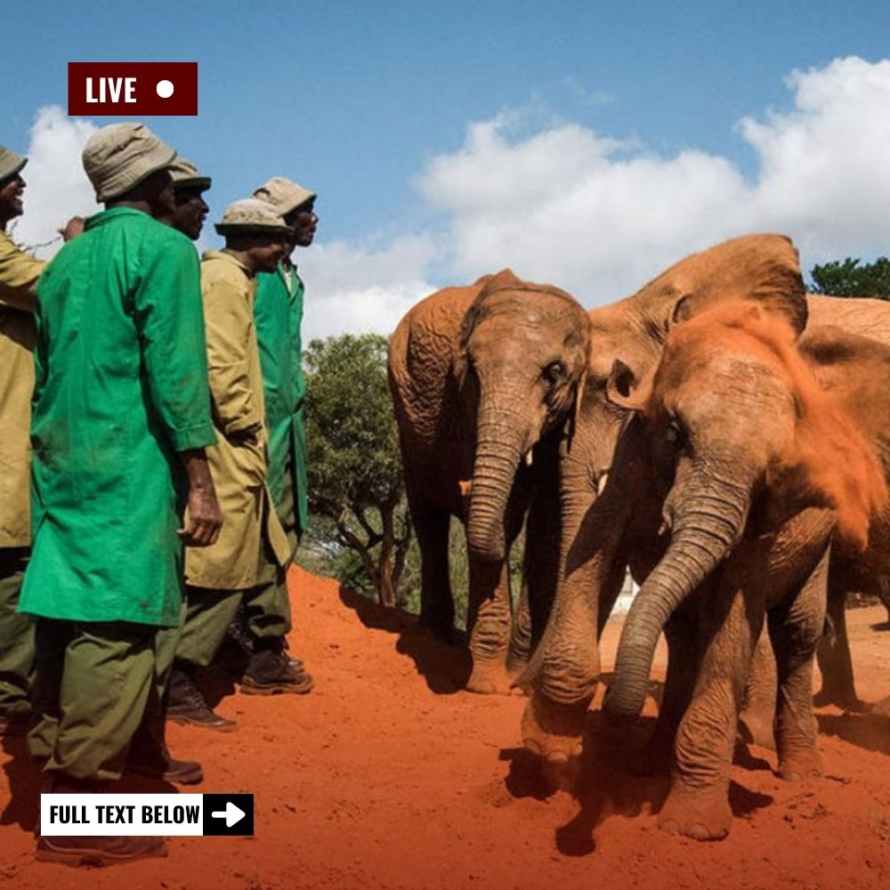 “Acres of Hope” — Across Lush Greenery, Orphaned Elephants Discover Solace, Friendship, and the Joy of a Second Chance