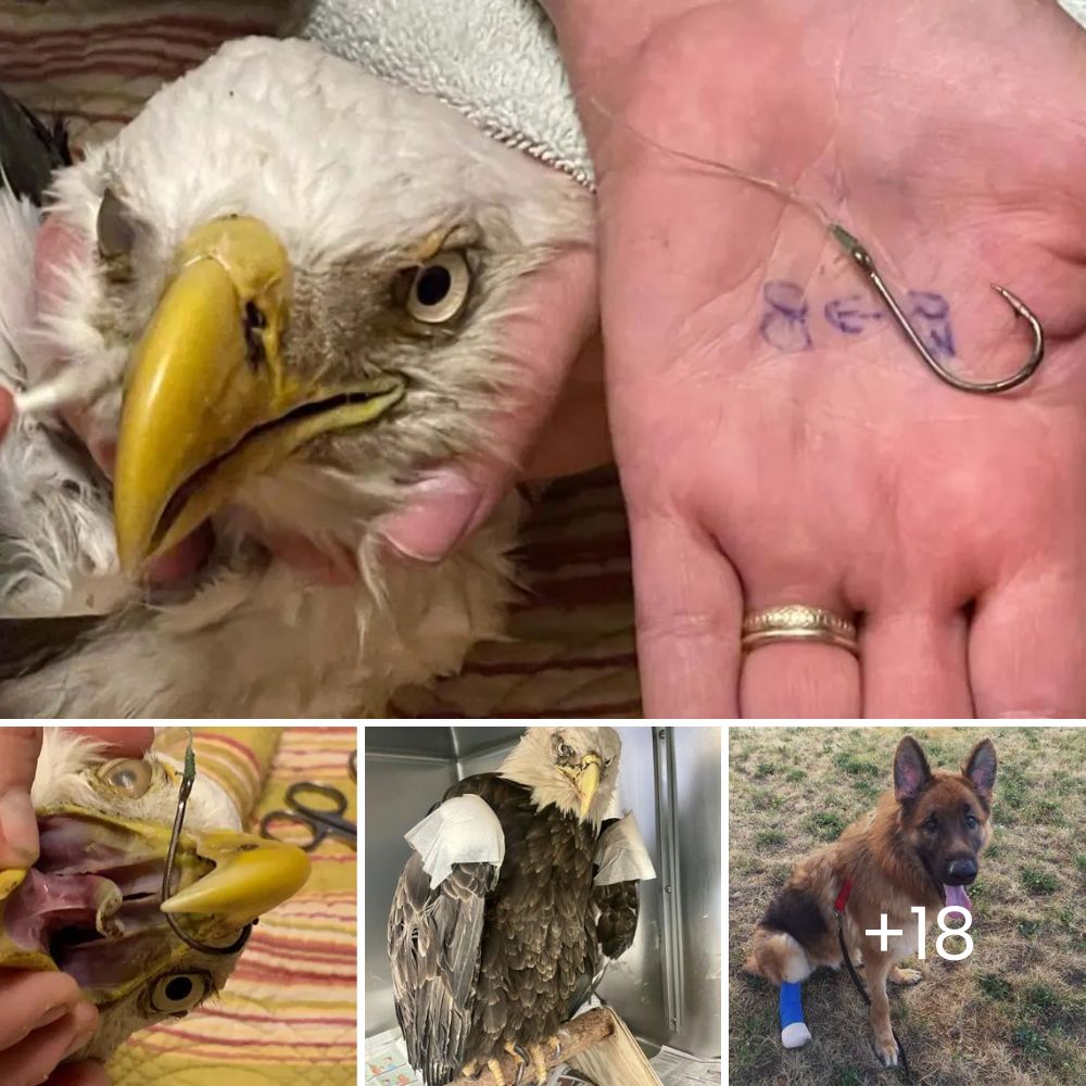 ‘Help Me, Please!’—An Emaciated Bald Eagle, Poisoned and Weak, Finds Hope and Life Again Through a Miraculous Rescue