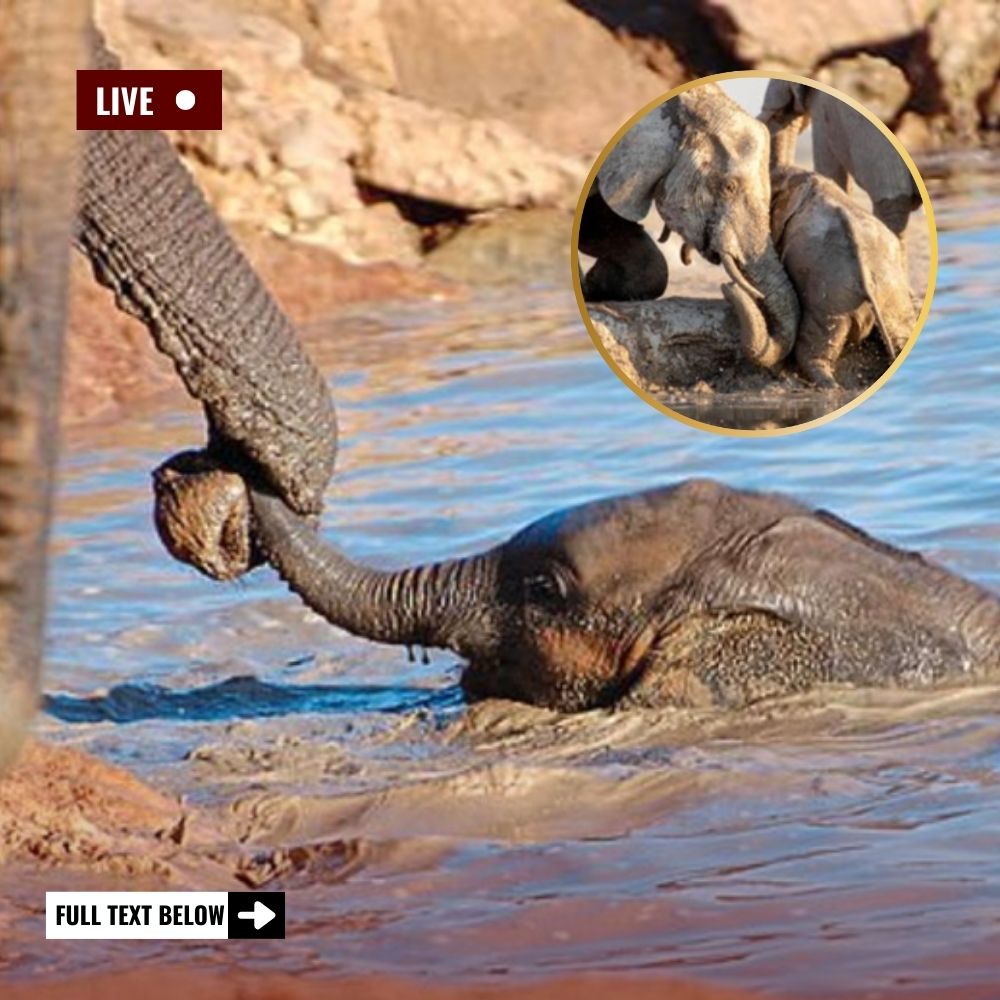 Pure Joy: Baby Elephant Races Toward His New Friend, Eager to Play and Share a Moment of Happiness