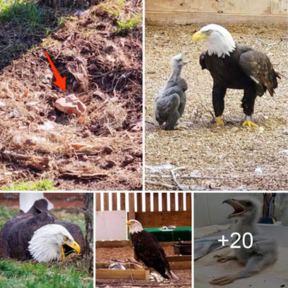 “You’ll Fly Again Soon”—An Elderly Bald Eagle, Hurt but Not Broken, Rescued with Gentle Care After a Car Strikes Its Fragile Wings