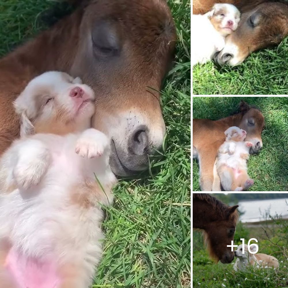 “Please Don’t Let Them Take Me, Mum!” – Baby Orangutan Clings Desperately to Sedated Mother in a Heart-Wrenching Rescue