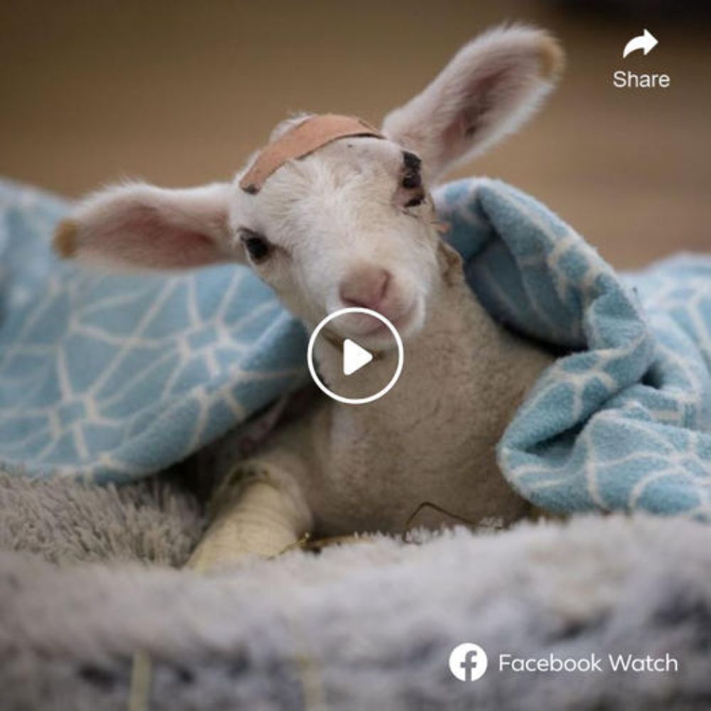 In a Veterinarian’s Arms, an Exhausted Fox Finds Healing—A Silent Bond That Speaks of Trust, Care, and Hope