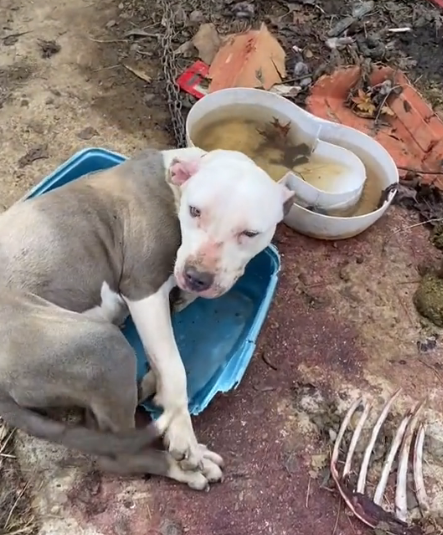 Chained and Forgotten: Starving Dog’s Heartbreaking Struggle for Survival Reveals the Depth of Cruelty and Despair