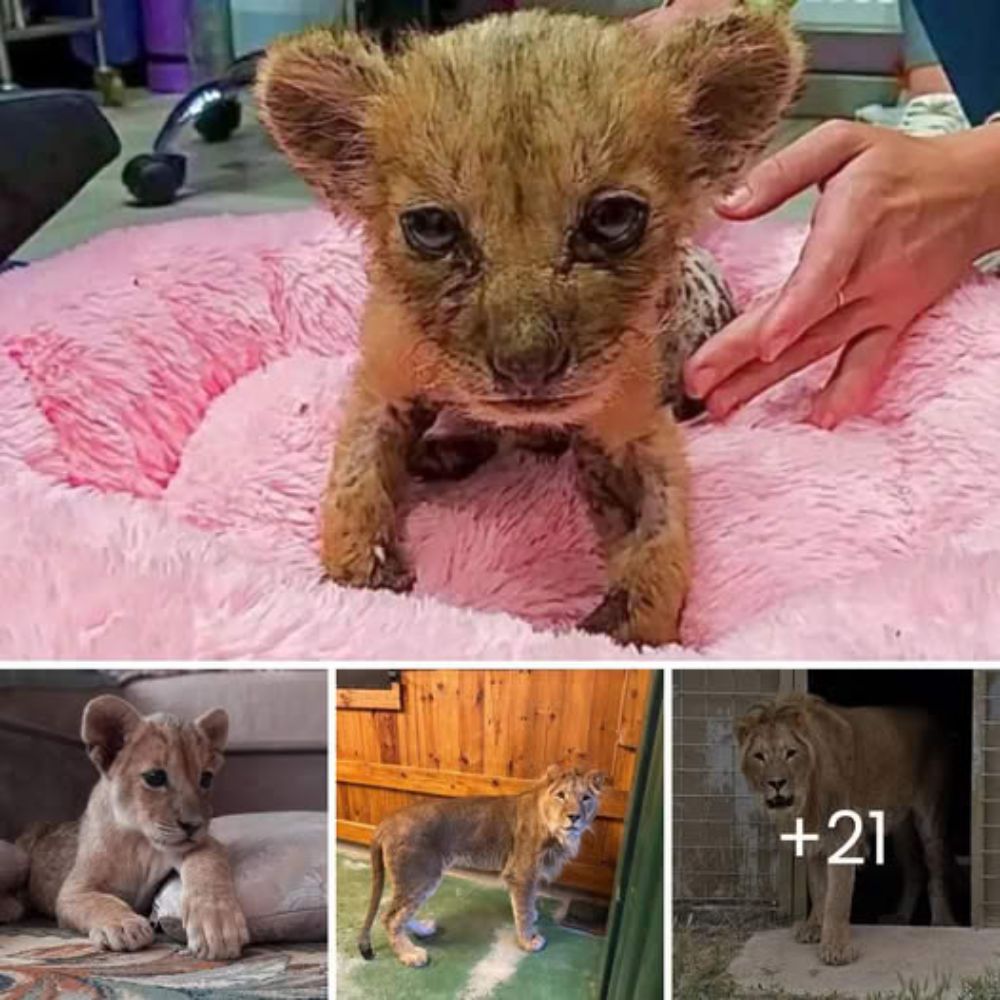 Lonely No More: Orphaned Bear Cub Finds Comfort and Joy, Sharing Tender Moments with a Toy Bear He Discovered