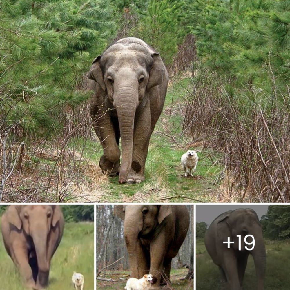 “Stay Strong, Little One” – Elephant Herd Unites in a Heartwarming Effort to Save Their Baby Collapsed on a Busy Road