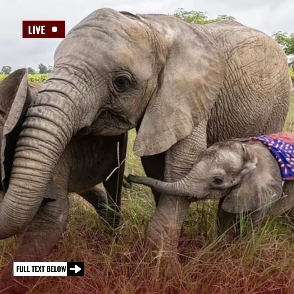 A Lifetime of Pain: Rescued Elephant’s X-rays Reveal Decades of Unimaginable Suffering, Now Finally Finding Hope and Healing