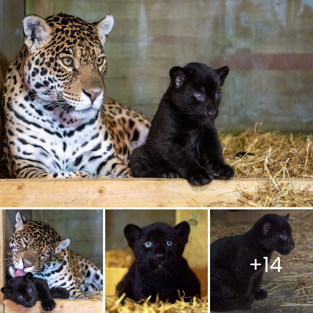 An Unlikely Bond: In Florida, a Panther and a Turtle Form a Heartwarming Friendship That Defies Logic and Touches Souls