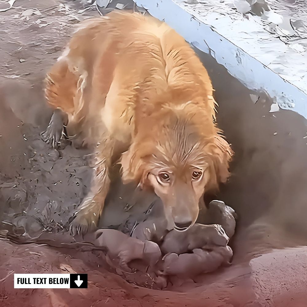 Con lágrimas en sus ojos, un niño acompaña a su fiel amigo peludo en un último viaje de amor eterno